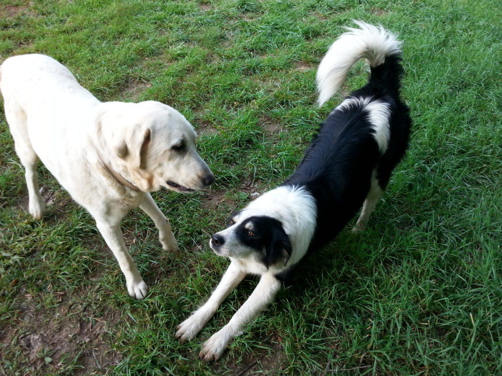 Our 2 farm dogs - Jenny and "New Dog"