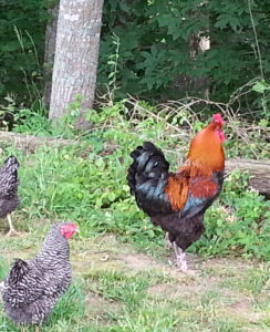 Entertain your chickens for free! You likely have a lot of this stuff already (or can find it on the side of the street any given weekend) to be re-purposed into your very own chicken carnival.