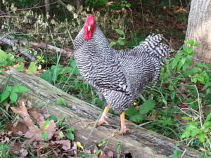 Dominecker Rooster on Burton Farm. We have Domineckers and Copper Maran Chickens.