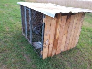 Our New Duck House! Rocky built it with leftover pallet wood, some reclaimed siding and a dog pen. Click through to visit us at http://owningburtonfarm.com/ for more or pin for later.