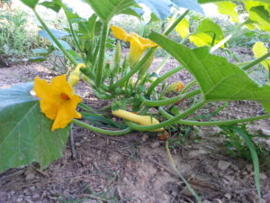 From our garden on Burton Farm. What little rain we have had is doing them good. Click through to read the post at http://owningburtonfarm.com/ for more or pin for later.