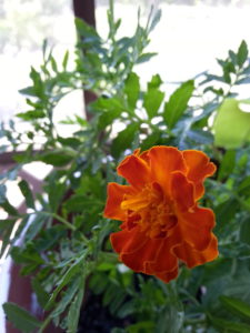 The First & Only Marigold Bloom on the plants I grew from seed on Burton Farm this year! Click to read how I solved some easy problems or pin to read later.