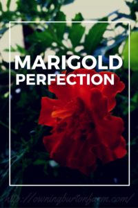 5 things I started doing to help my marigolds grow better. http://www.owningburtonfarm.com/2016/07/17/one-rocking-marigold/ ‎