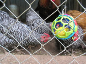 Our chickens love fresh veggies from our farm! I re-purposed an old baby toy ball and hung it in the coop to hold fresh snacks off the ground. Click through to read about other ways to re-purpose junk to entertain your chickens or pin to read later.