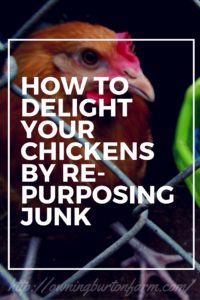 Our chickens love fresh veggies from our farm! I re-purposed an old baby toy ball and hung it in the coop to hold fresh snacks off the ground. Click through to read about other ways to re-purpose junk to entertain your chickens or pin to read later.