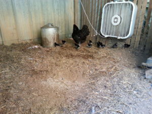 Day Old Baby Chicks with Mama on Burton Farm. See more at http://owningburtonfarm.com/