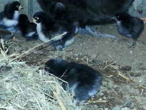 One Day Old Baby Chicks on Burton Farm!