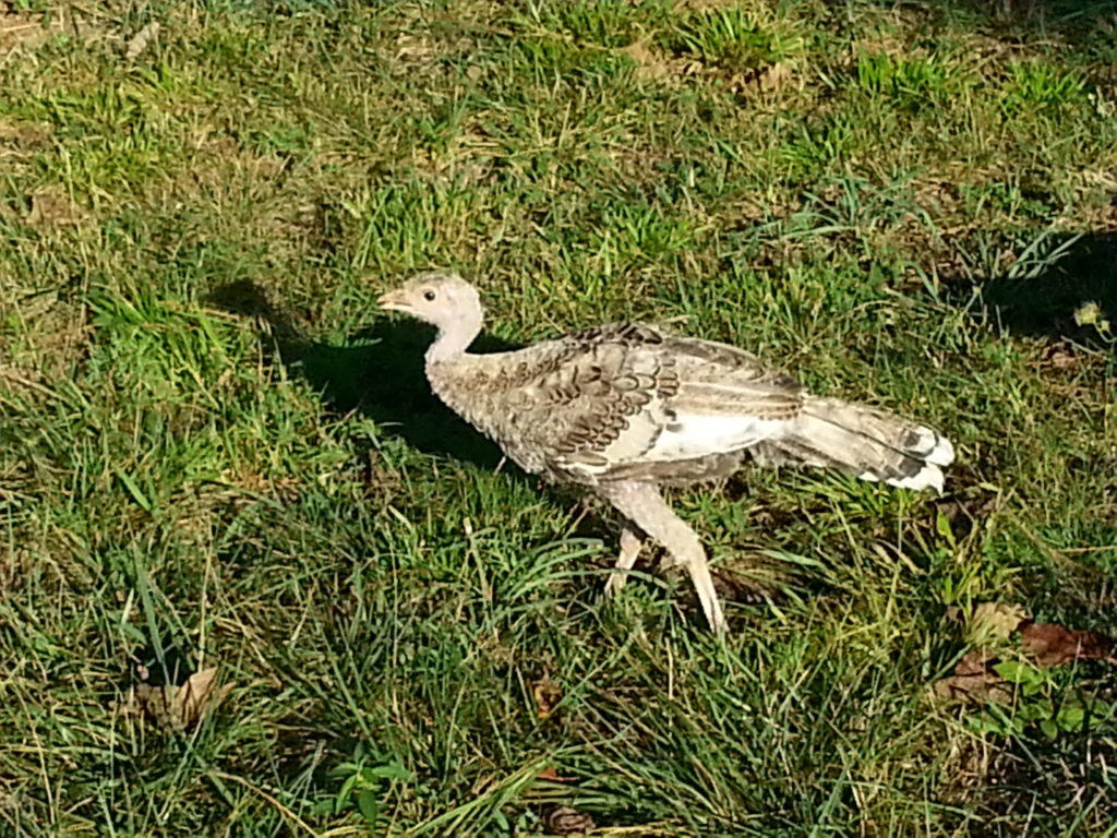 Juvenile Turkey