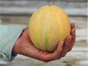 Minnesota Midget Melon - Heirloom Seed