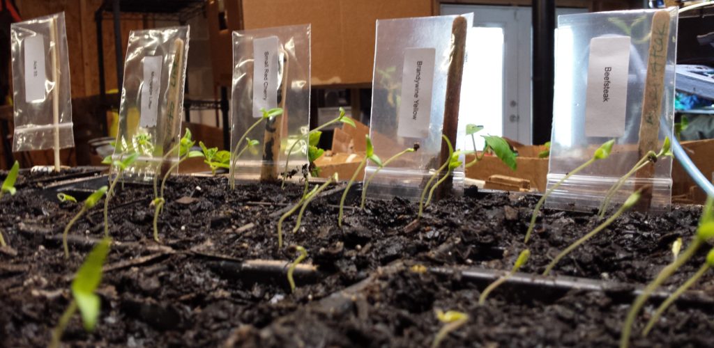 You can make free seedling labels out of all kinds of things. Click to see more ideas for free and cheap labels for your plants. Owning Burton Farm and Misfit Gardening are teamed up for a Frugal Gardening Series. Come see what we're up to and get your garden started!