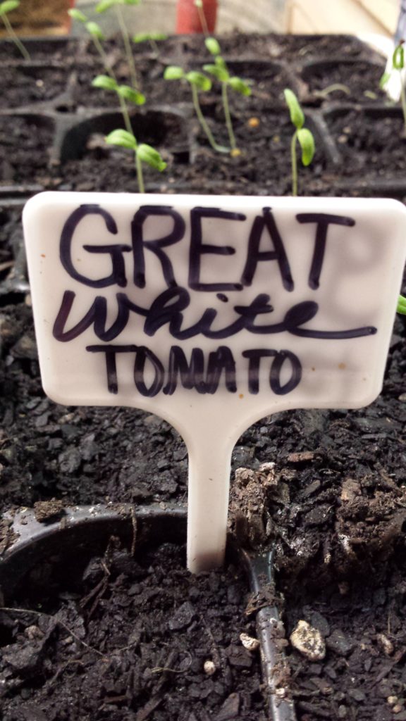 You can make free seedling labels out of all kinds of things. Click to see more ideas for free and cheap labels for your plants. Owning Burton Farm and Misfit Gardening are teamed up for a Frugal Gardening Series. Come see what we're up to and get your garden started!