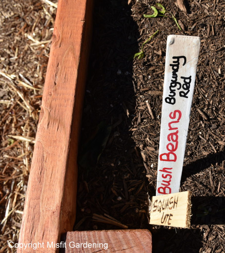 You can make free seedling labels out of all kinds of things. Click to see more ideas for free and cheap labels for your plants. Owning Burton Farm and Misfit Gardening are teamed up for a Frugal Gardening Series. Come see what we're up to and get your garden started!