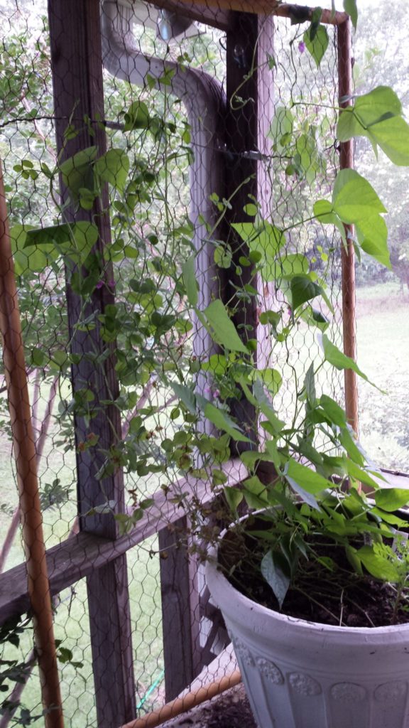 How to make a trellis for no money, using scraps, castoffs, and junk you already own. Think about what you could do with broken umbrella frames, old fencing or wire, a swingset, shelving racks from old appliances, etc. Click thru to read more ideas or pin for later.