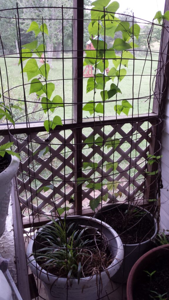 How to make a trellis for no money, using scraps, castoffs, and junk you already own. Think about what you could do with broken umbrella frames, old fencing or wire, a swingset, shelving racks from old appliances, etc. Click thru to read more ideas or pin for later.