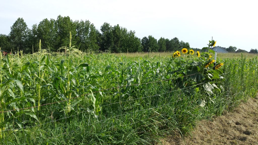 What's Growing on Burton Farm in 2017? Blackberries, Desi Squash, Moon and Stars Melon, Peaches and cream corn, ten varieties of tomatoes, all kinds of peppers, sunflowers, zucchini, red carrots, and the pear trees are already bent over from the weight. Come see what's growing at http://owningburtonfarm.com/