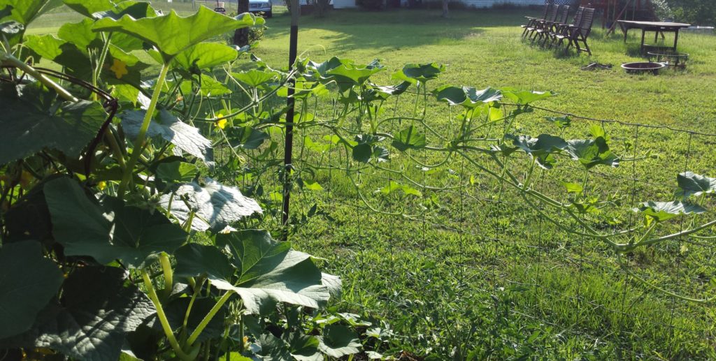 What's Growing on Burton Farm in 2017? Blackberries, Desi Squash, Moon and Stars Melon, Peaches and cream corn, ten varieties of tomatoes, all kinds of peppers, sunflowers, zucchini, red carrots, and the pear trees are already bent over from the weight. Come see what's growing at http://owningburtonfarm.com/