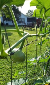 2017 is my first year growing Desi Squash. They are supposed to go from seed to harvest in 40 days, like a radish!!! It's unbelievable. The taste is said to be a little lemony, so we're excited to try them.