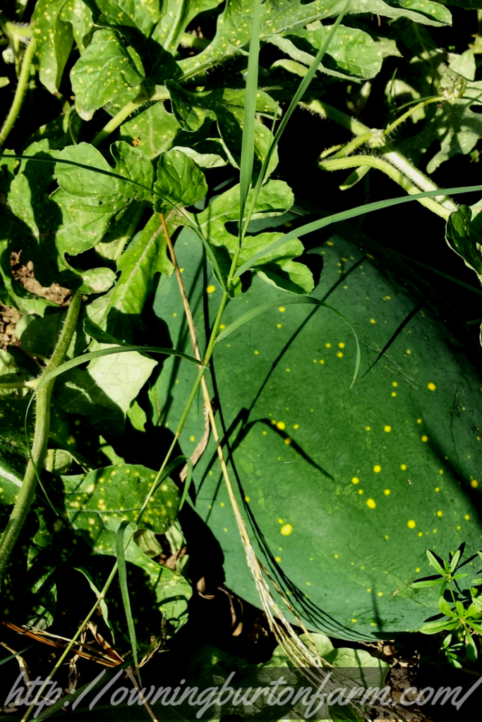 What's Growing on Burton Farm in 2017? Blackberries, Desi Squash, Moon and Stars Melon, Peaches and cream corn, ten varieties of tomatoes, all kinds of peppers, sunflowers, zucchini, red carrots, and the pear trees are already bent over from the weight. Come see what's growing at http://owningburtonfarm.com/