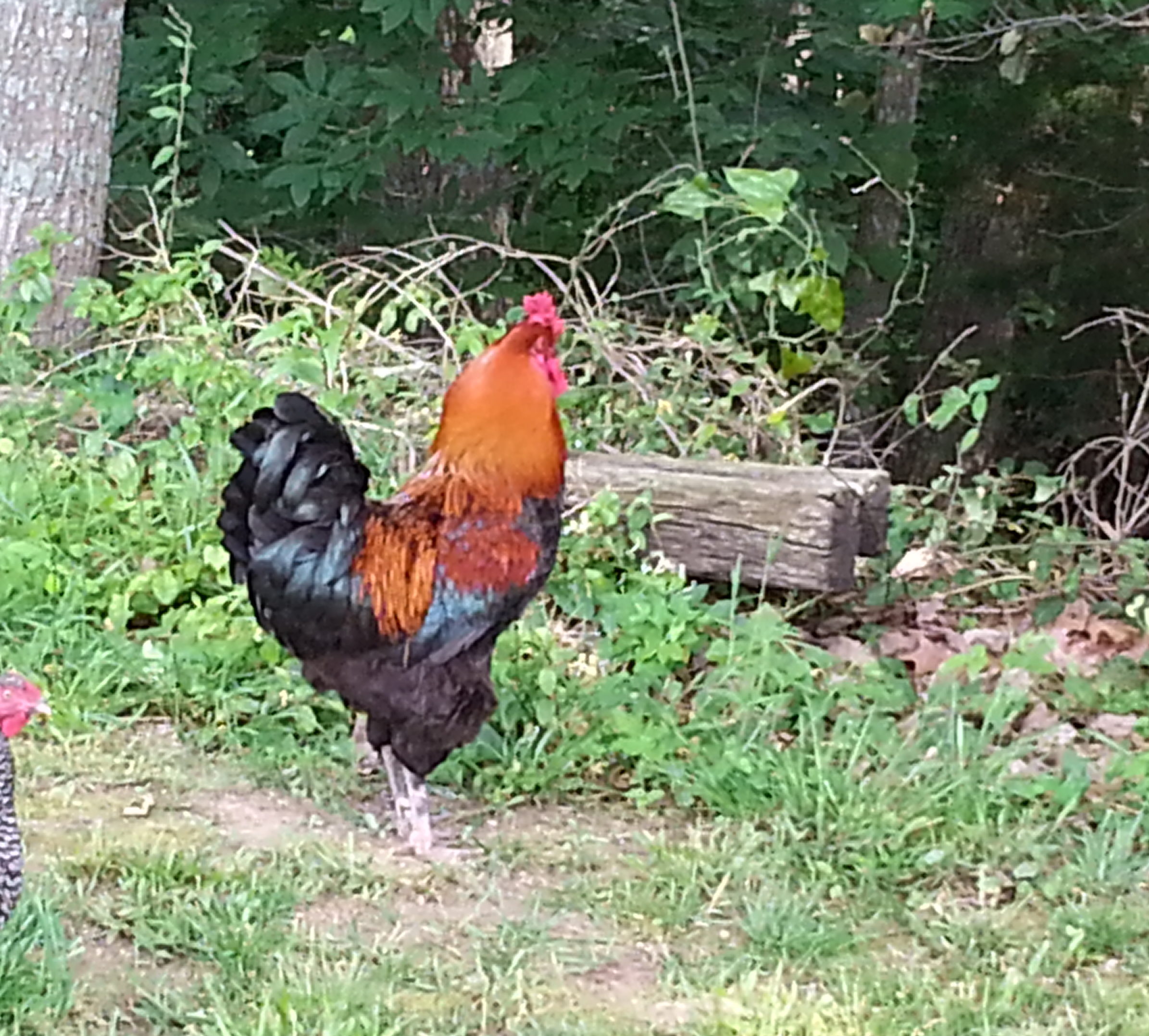 French Copper Maran Rooster Click through to visit us at http://owningburtonfarm.com/ for more or pin for later.