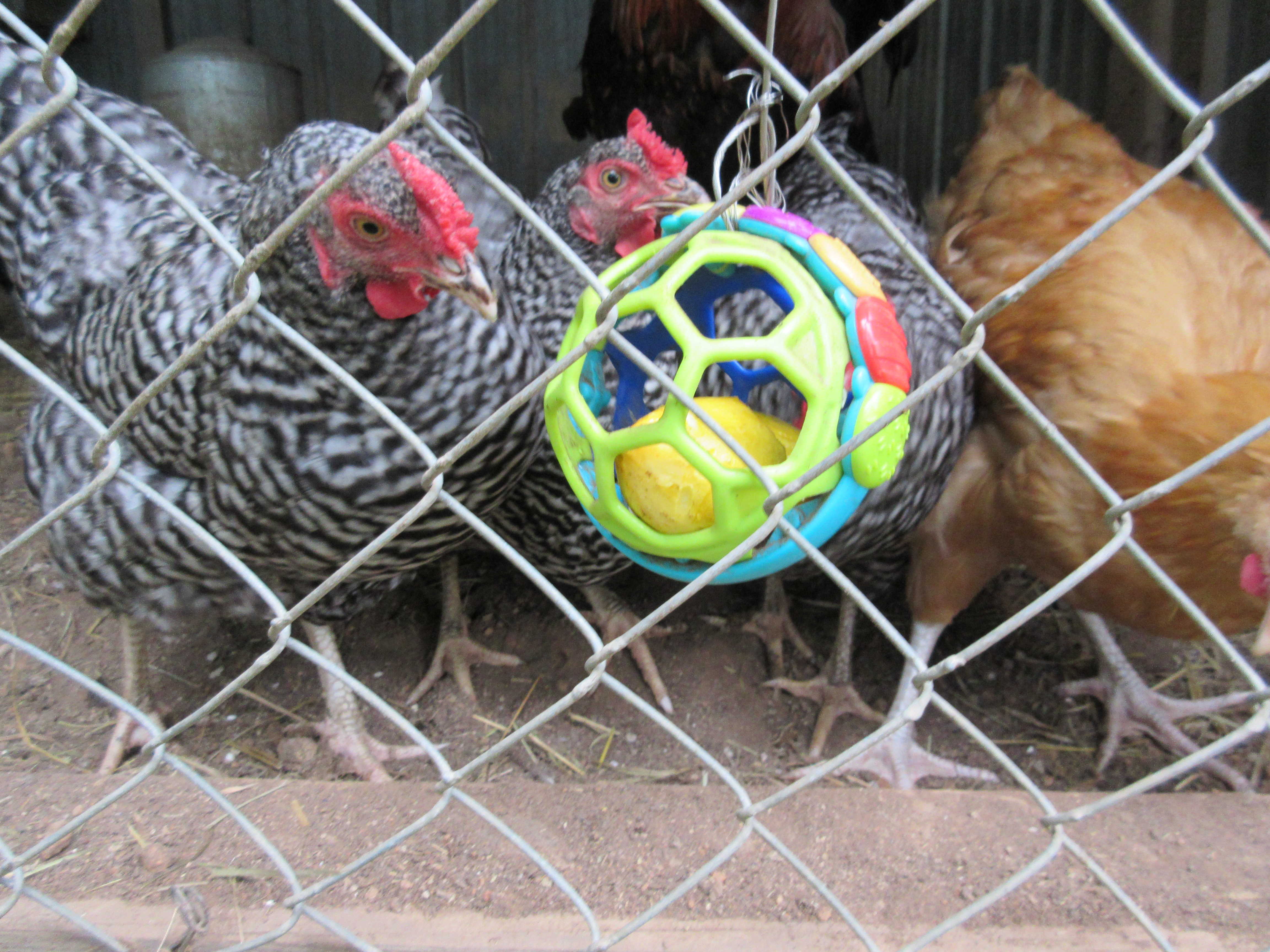 Our chickens love fresh veggies from our farm! I re-purposed an old baby toy ball and hung it in the coop to hold fresh snacks off the ground. Click through to read about other ways to re-purpose junk to entertain your chickens or pin to read later.