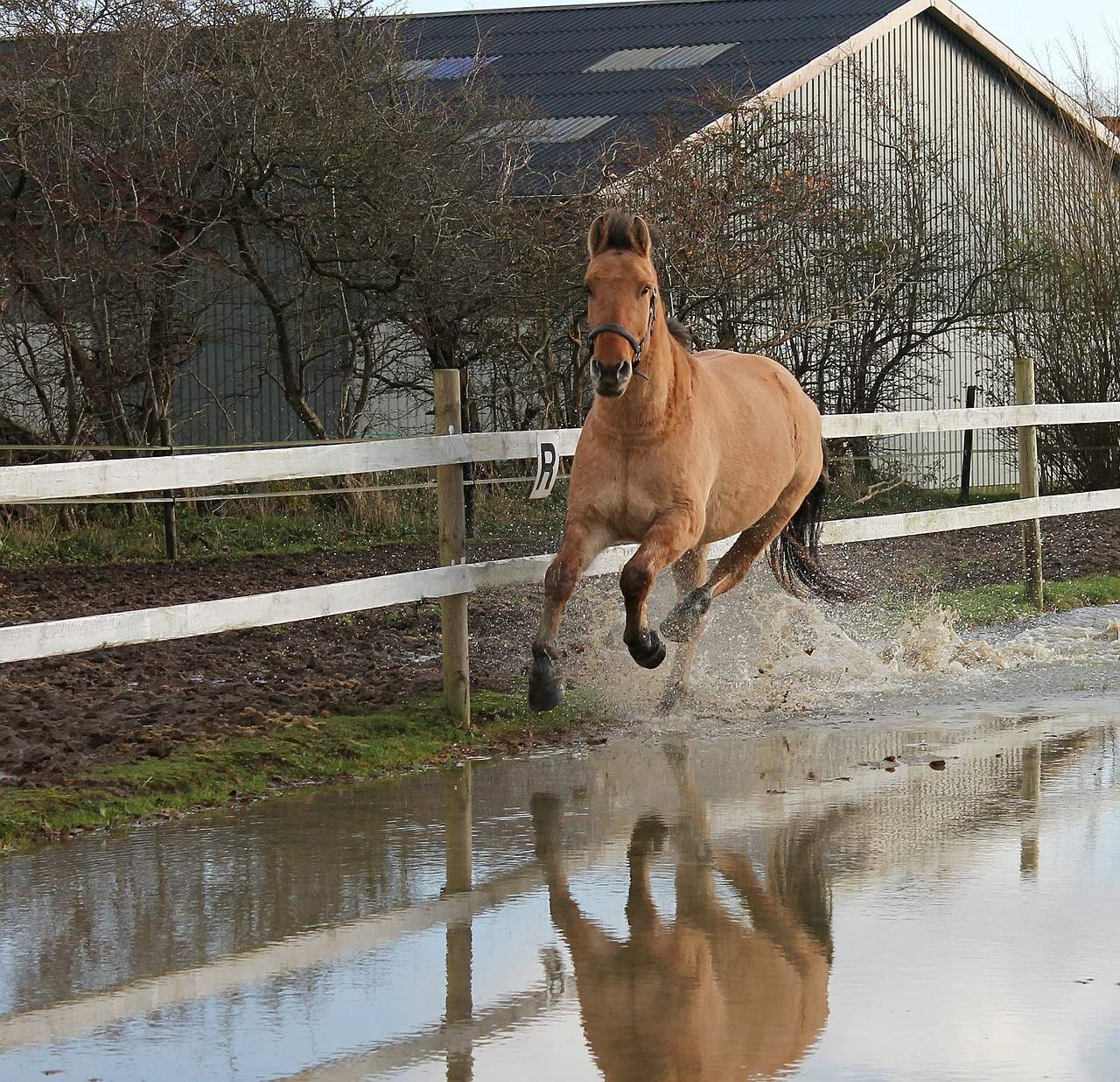 Homesteading doesn't have to be expensive. You don't have to start with horses, fancy fence and expensive outbuildings. Let me get you started homesteading for much less. Click through to read now or pin for later.