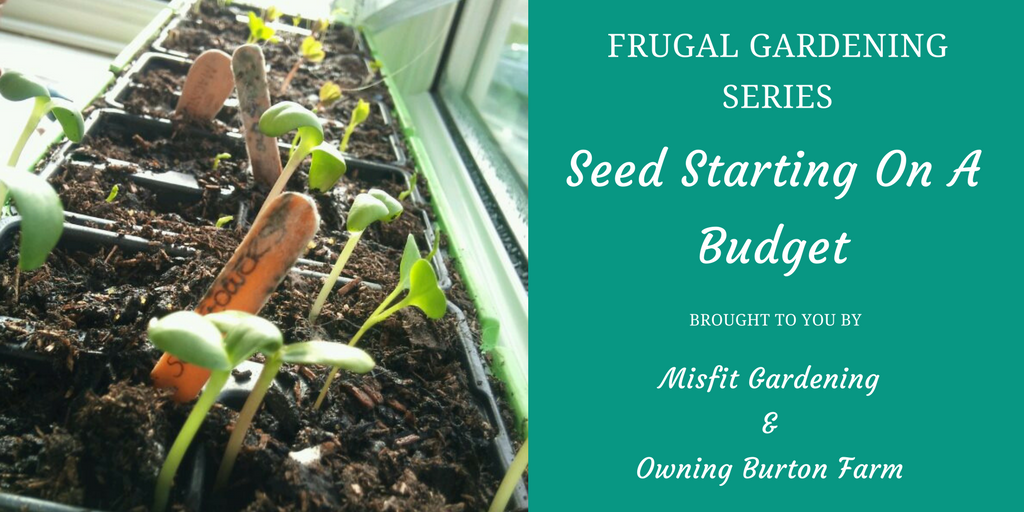 How to Find Seed-starting containers for free - Check out Owning Burton Farm and Misfit Gardening's Series on Frugal Gardening - Click now or save for later to learn how to start your seeds for free.