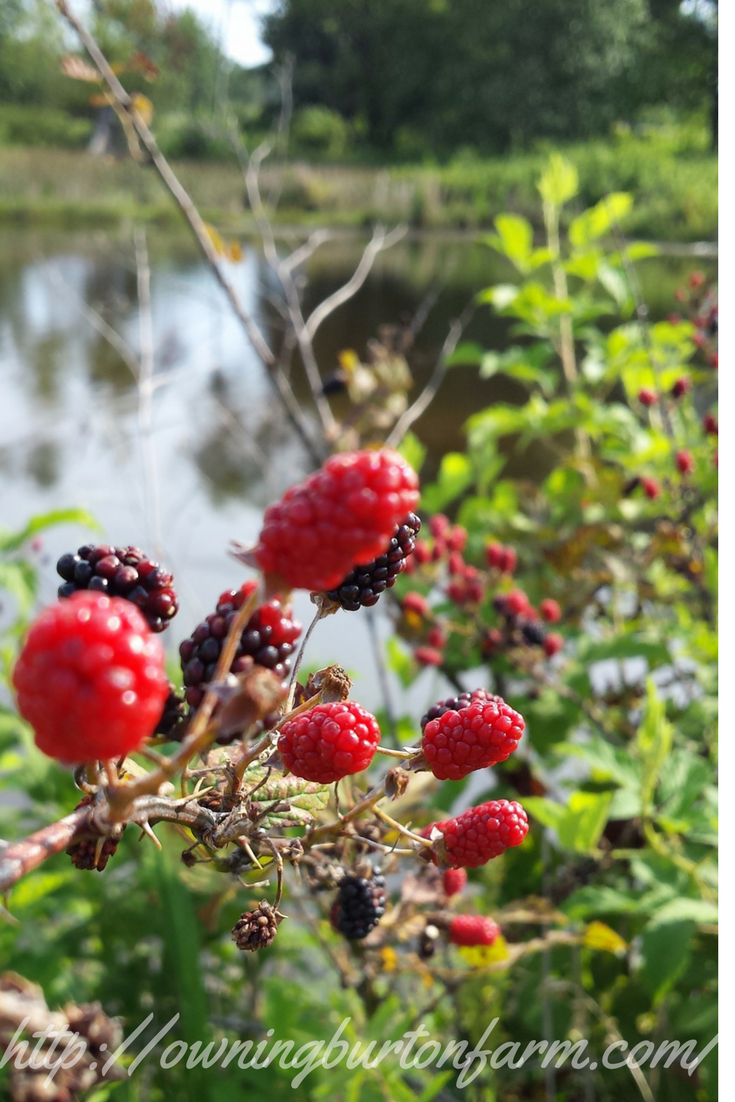 What's Growing on Burton Farm in 2017? Blackberries, Desi Squash, Moon and Stars Melon, Peaches and cream corn, ten varieties of tomatoes, all kinds of peppers, sunflowers, zucchini, red carrots, and the pear trees are already bent over from the weight. Come see what's growing at http://owningburtonfarm.com/