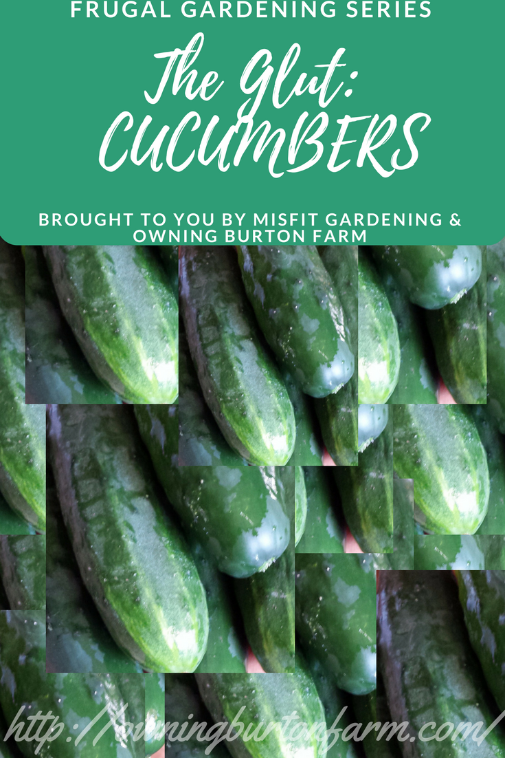 What to do with all those cucumbers! The cucumber glut is upon us. This post in our Frugal Gardening Series will give you some great ideas to get you in and out of the kitchen in a hurry, with some delicious and refreshing ideas to consume those cucumbers! Pin for later or click through to use up your cucumbers now!