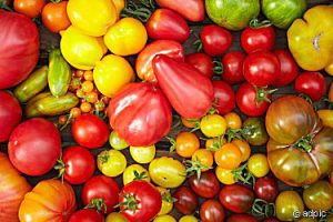 Tomatoes ...How to manage the overwhelm of the glut of your tomato harvest -- Come take a look at all the great ideas for using up that tomato deliciously! Sign up to see our glut posts on zucchini and cucumbers, too.